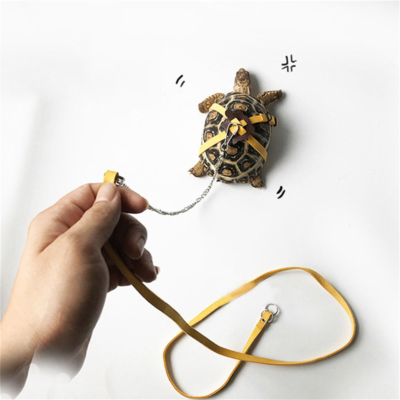 Turtle Traction Belt Control R - Water Dish Reptile 评论和价格